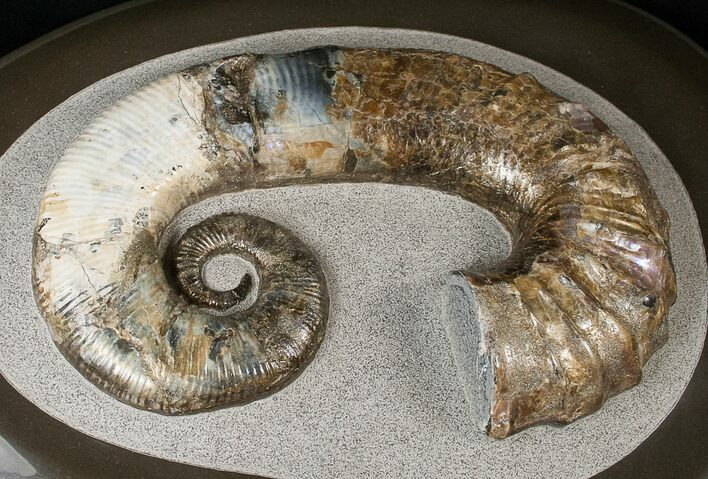 Stunning Russian Heteromorph Ammonite #15584